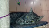 Doli (4)